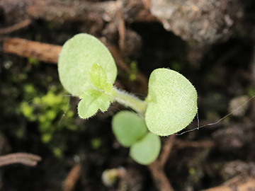 Teucrium chamaedrys