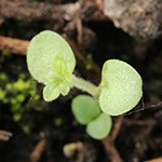 Teucrium chamaedrys - Edel-Gamander