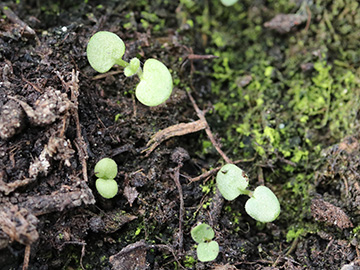 Teucrium chamaedrys