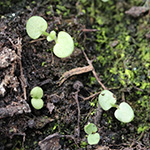 Teucrium chamaedrys - Edel-Gamander