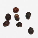 Teucrium chamaedrys - Edel-Gamander