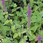 Teucrium hircanicum - Kaukasus-Gamander