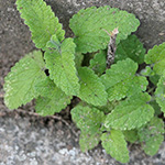 Teucrium hircanicum - Kaukasus-Gamander