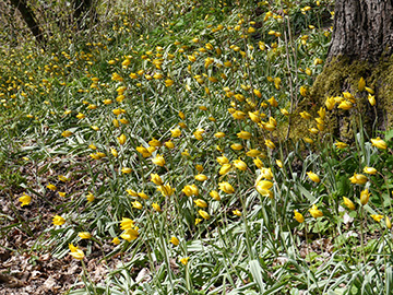 Tulipa sylvestris