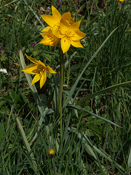 Tulipa sylvestris
