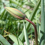 Tulipa sylvestris subsp. sylvestris - Wilde-Tulpe