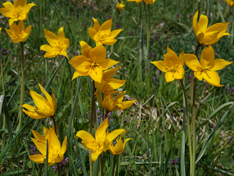 Tulipa sylvestris