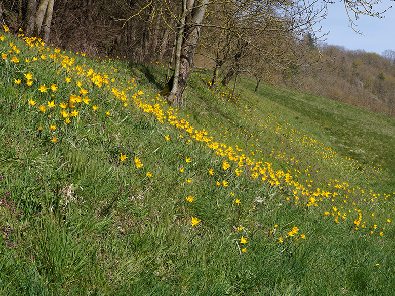 Tulipa sylvestris