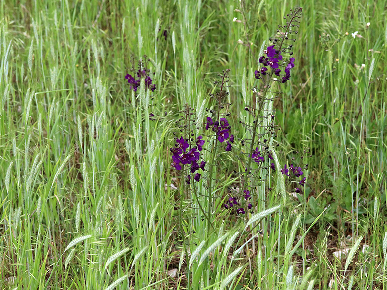 Verbascum phoeniceum phoeniceum