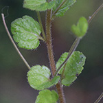 Veronica filiformis - Faden-Ehrenpreis