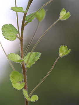 Veronica filiformis