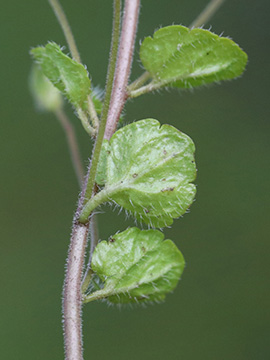 Veronica filiformis