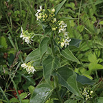 Vincetoxicum hirundinaria - Schwalbenwurz