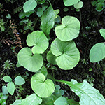 Viola biflora - Zweiblütiges Veilchen