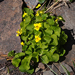 Viola biflora - Zweiblütiges Veilchen