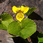 Viola biflora - Zweiblütiges Veilchen