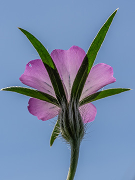 Agrostemma githago