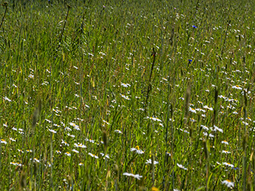 Anthemis arvensis
