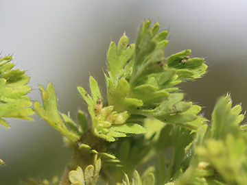 Aphanes australis