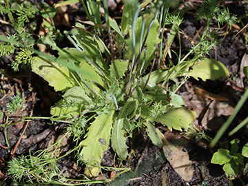 Anoseris minima
