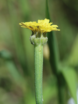 Arnoseris minima