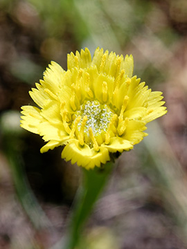 Arnoseris minima