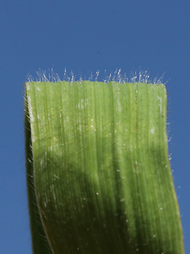 Bromus riparius