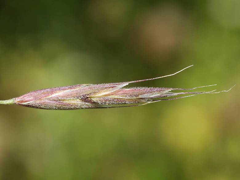 Bromus riparius
