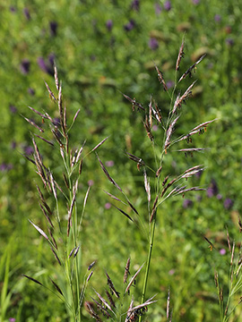 Bromus riparius