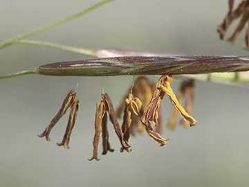 Bromus riparius