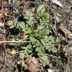 Capsella rubella