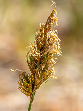 Carex arenaria