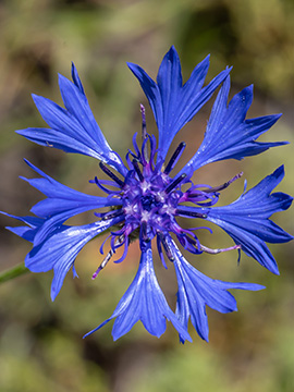 Centaurea cyanus