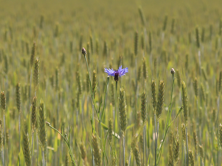 Centaurea cyanus