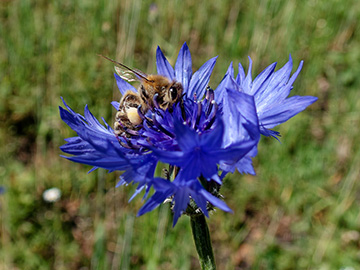 Centaurea cyanus