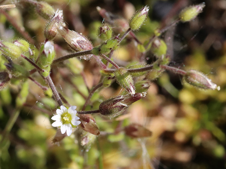 Cerastium subtetrandrum