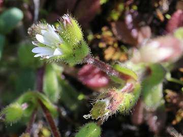 Cerastium subtetrandrum