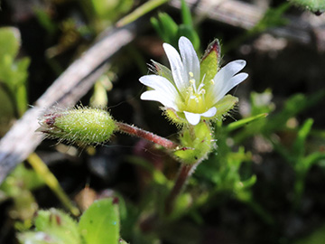 Cerastium subtetrandrum