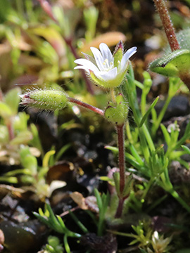 Cerastium subtetrandrum