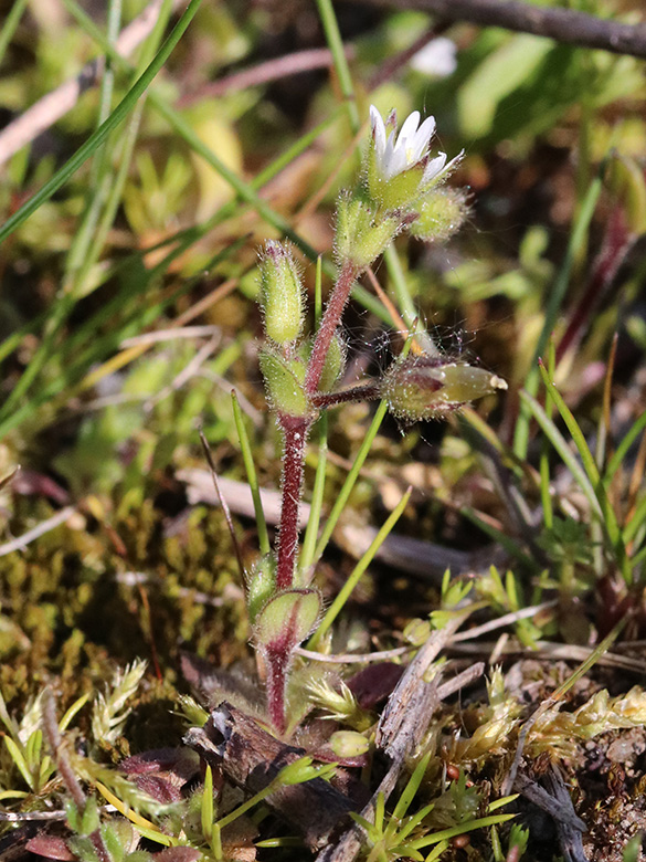 Cerastium subtetrandrum