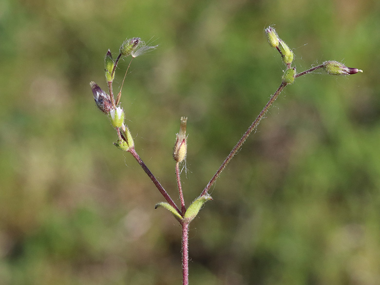 Cerastium subtetrandrum