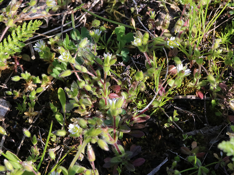 Cerastium subtetrandrum