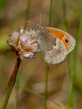 Coenonymha pamphilus