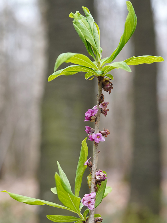 Daphne mezereum