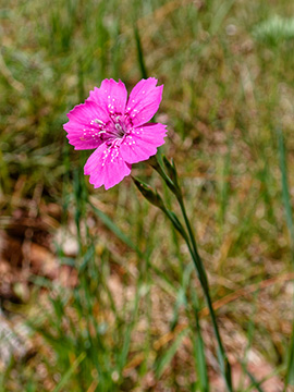 Dianthus deltoides