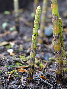 Equisetum dycei