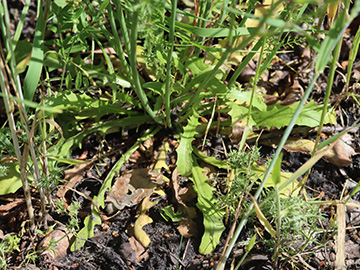 Hypochaeris glabra