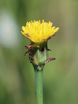 Hypochaeris glabra