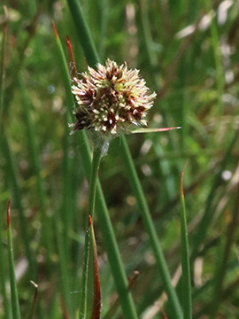 Luzula congesta