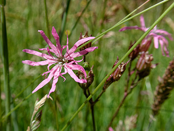 Lychnis flos-cuculi